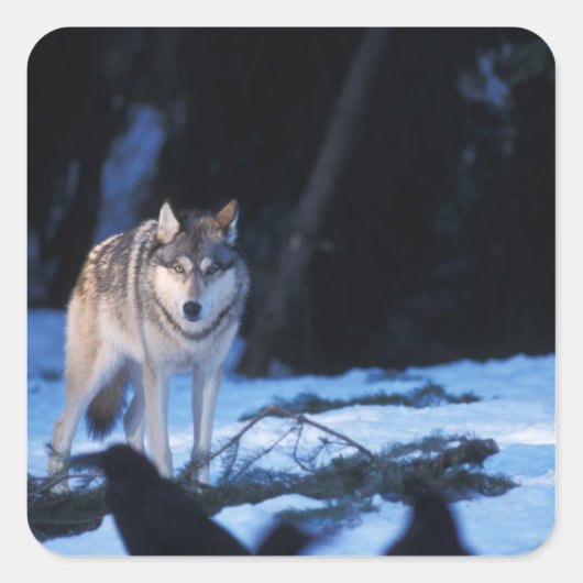 grijze wolf, Canis lupus, in de uitlopers Vierkante Sticker (Voorkant)