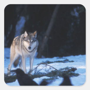 grijze wolf, Canis lupus, in de uitlopers Vierkante Sticker