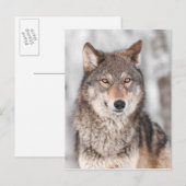 Grijze Wolf (Canis lupus) met één achterzijde Briefkaart (Voorkant / Achterkant)