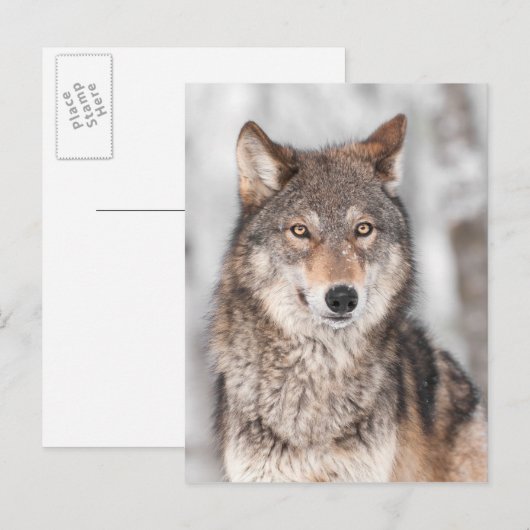 Grijze Wolf (Canis lupus) met één achterzijde Briefkaart (Voorkant / Achterkant)