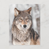 Grijze Wolf (Canis lupus) met één achterzijde Briefkaart (Voorkant)