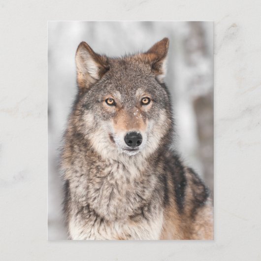 Grijze Wolf (Canis lupus) met één achterzijde Briefkaart (Voorkant)