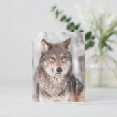 Grijze Wolf (Canis lupus) met één achterzijde Briefkaart (Staand voorkant)