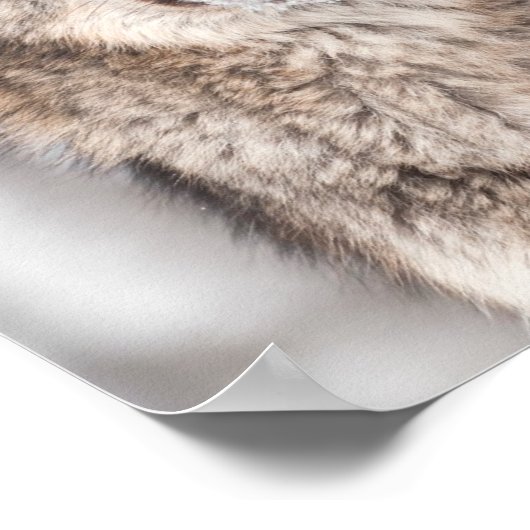 Grijze Wolf (Canis lupus) met één achterzijde Poster (Hoek)