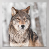 Grijze Wolf (Canis lupus) met één achterzijde Poster (Voorkant)