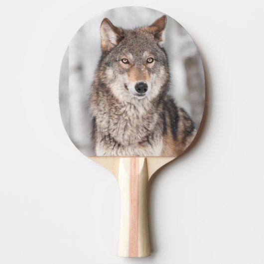 Grijze Wolf (Canis lupus) met één achterzijde Tafeltennisbatje (Voorkant)