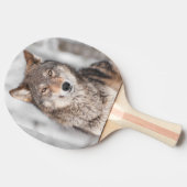 Grijze Wolf (Canis lupus) met één achterzijde Tafeltennisbatje (Zijkant)
