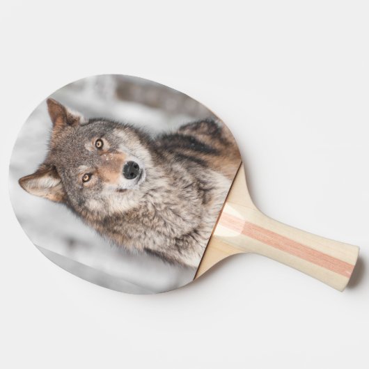Grijze Wolf (Canis lupus) met één achterzijde Tafeltennisbatje (Zijkant)
