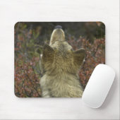 Grijze Wolf (Canis lupus) Muismat (Met muis)