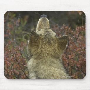 Grijze Wolf (Canis lupus) Muismat