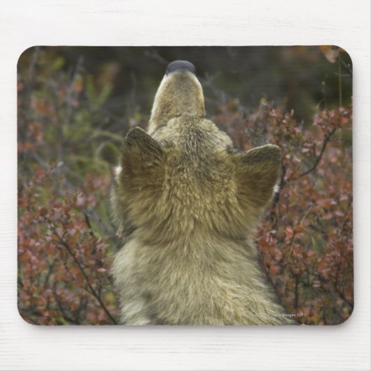 Grijze Wolf (Canis lupus) Muismat (Voorkant)