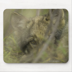 Grijze wolf (Canis lupus) pup alleen, verstopt in Muismat