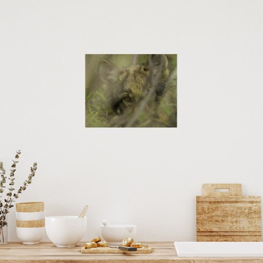Grijze wolf (Canis lupus) pup alleen, verstopt in Poster (Keuken)
