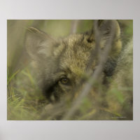 Grijze wolf (Canis lupus) pup alleen, verstopt in