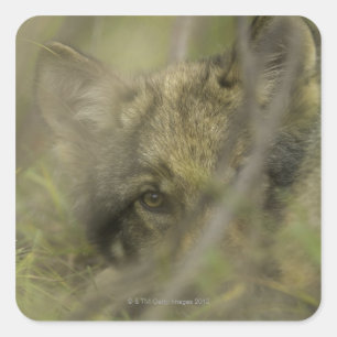 Grijze wolf (Canis lupus) pup alleen, verstopt in Vierkante Sticker
