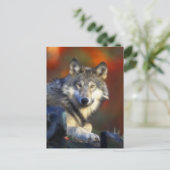 Grijze Wolf, de Bedreigde Digitale Fotografie van Briefkaart (Staand voorkant)