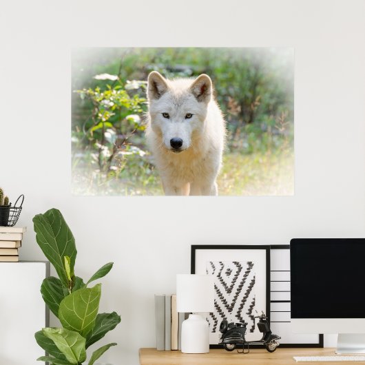 Grijze wolf, dier poster (Thuiskantoor)
