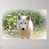 Grijze wolf, dier poster (Voorkant)