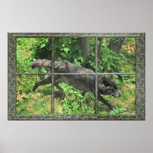 Grijze wolf door een Poster voor vensterkunst (Voorkant)