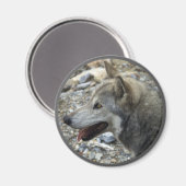 GRIJZE WOLF Fotomagneet Magneet (Voorkant / Achterkant)