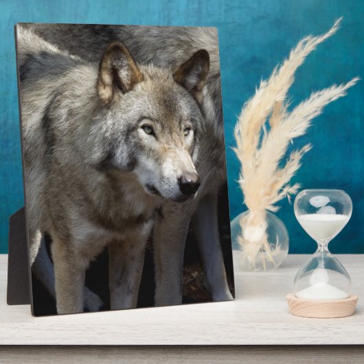 Grijze wolf fotoplaat (Zijkant)