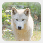Grijze Wolf in de Weide Vierkante Sticker (Voorkant)