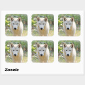 Grijze Wolf in de Weide Vierkante Sticker (Vel)