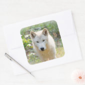 Grijze Wolf in de Weide Vierkante Sticker (Envelop)