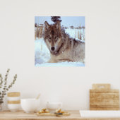 Grijze Wolf in de winter Poster (Keuken)