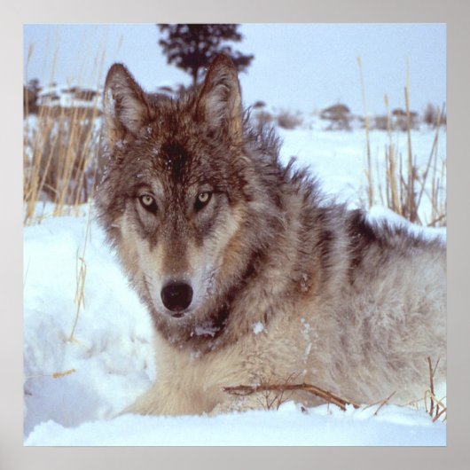 Grijze Wolf in de winter Poster (Voorkant)