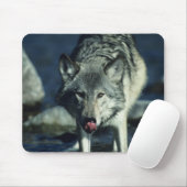 Grijze wolf in het najaar drink muismat (Met muis)