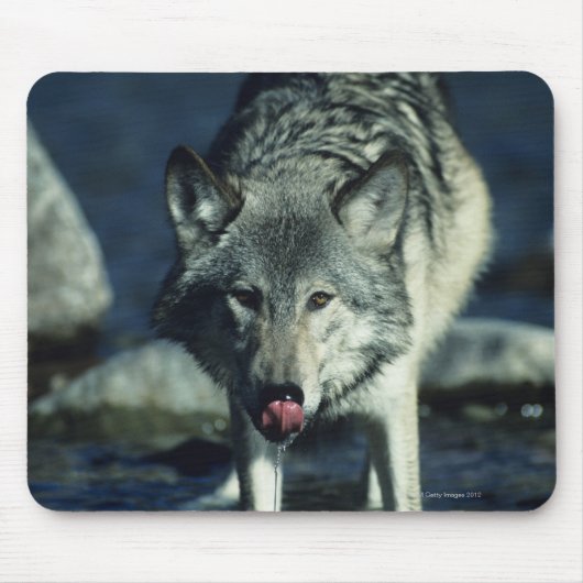 Grijze wolf in het najaar drink muismat (Voorkant)