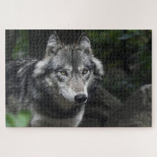 Grijze wolf in het wild legpuzzel (Horizontaal)