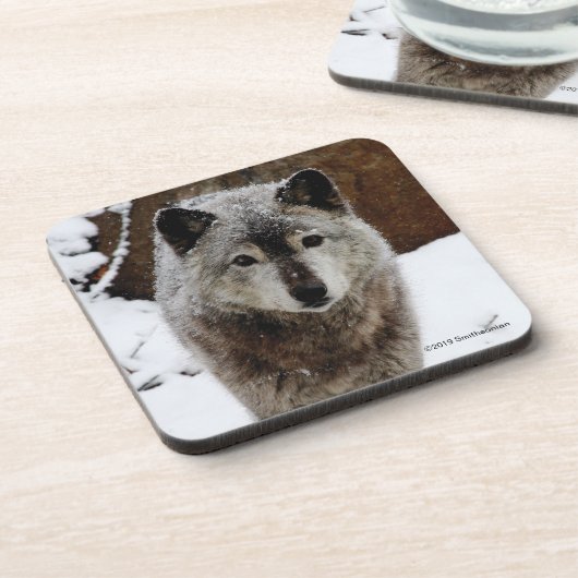 Grijze Wolf in sneeuw Bier Onderzetter (Linkerzijde)