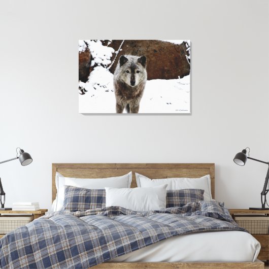 Grijze Wolf in sneeuw Canvas Afdruk (Insitu (Slaapkamer))