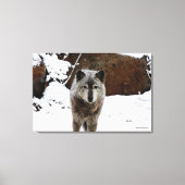 Grijze Wolf in sneeuw Canvas Afdruk (Voorkant)