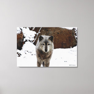 Grijze Wolf in sneeuw Canvas Afdruk