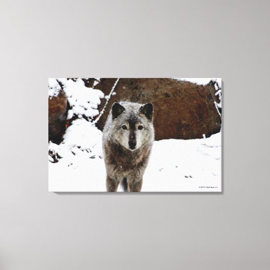 Grijze Wolf in sneeuw Canvas Afdruk (Voorkant)