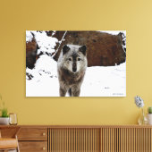 Grijze Wolf in sneeuw Canvas Afdruk (Insitu (Woonkamer))