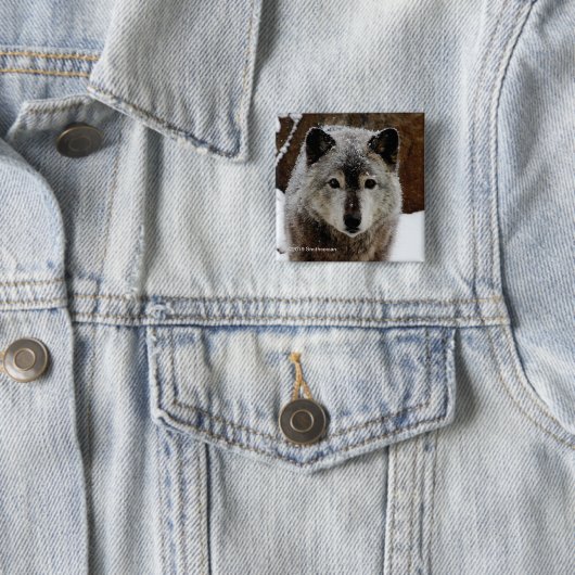 Grijze Wolf in sneeuw Vierkante Button 5,1 Cm (In situ)