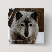 Grijze Wolf in sneeuw Vierkante Button 5,1 Cm (Voorkant)