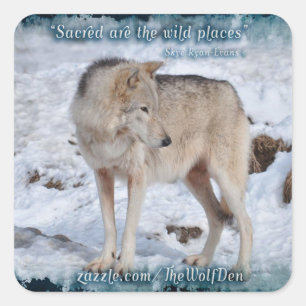 Grijze Wolf in Winter Sneeuw Wildlife Foto Vierkante Sticker