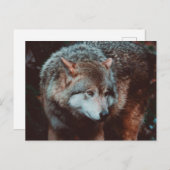 Grijze Wolf kijkt in het bos Briefkaart (Voorkant / Achterkant)