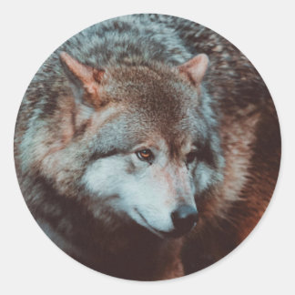 Grijze Wolf kijkt in het bos Ronde Sticker
