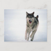 Grijze wolf loopt briefkaart (Voorkant)