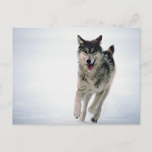 Grijze wolf loopt briefkaart (Voorkant)