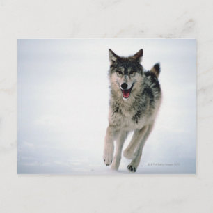 Grijze wolf loopt briefkaart
