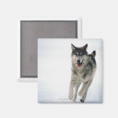 Grijze wolf loopt magneet (Voorkant / Achterkant)