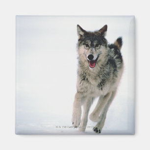 Grijze wolf loopt magneet