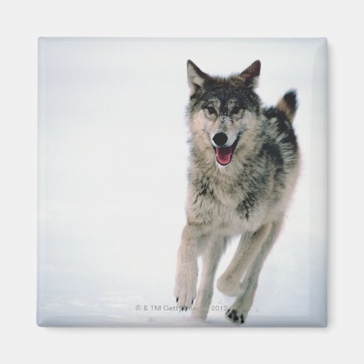 Grijze wolf loopt magneet (Voorkant)